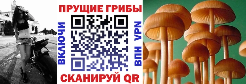 Галлюциногенные грибы прущие грибы  Купить  Мариинский Посад 